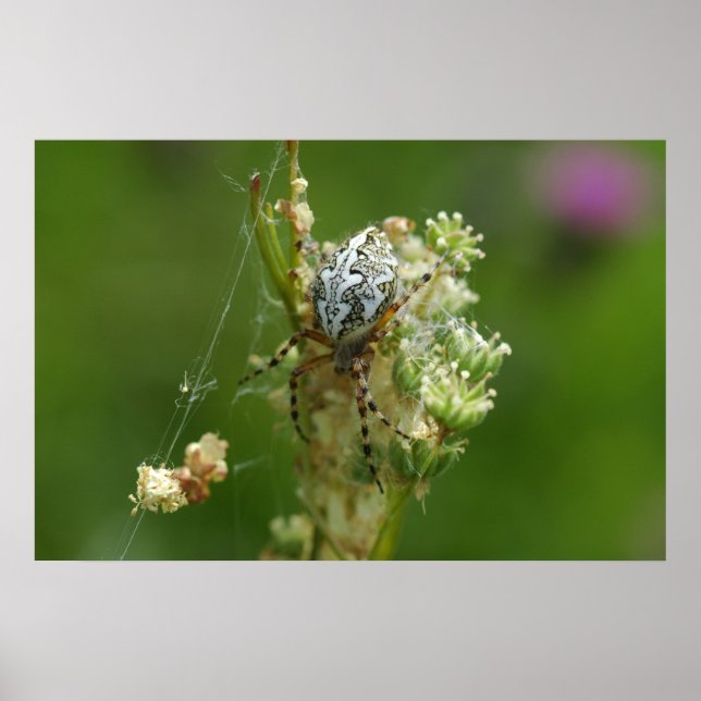 Póster La naturaleza maravillosa - Cross Spider - Close (Frente)