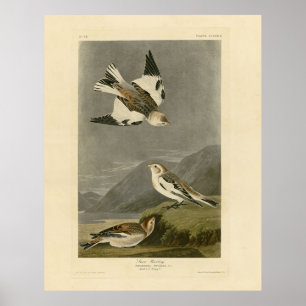 Póster La nieve Bunting John James Audubon's Birds of Ame