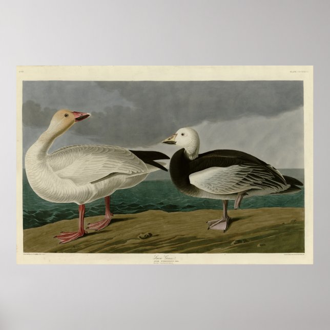 Póster La nieve surge de los pájaros de América de Audubo (Frente)