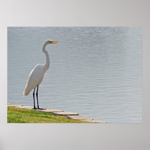 Póster "La opinión de Egret"