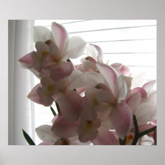 Póster La orquídea de Anne