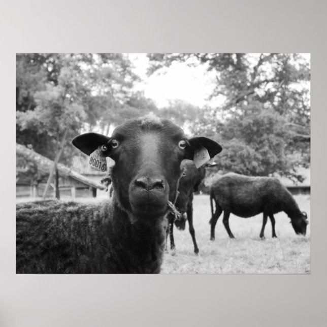 Póster La oveja negra (Frente)