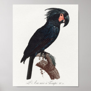 Póster La palma de la cocaína, el probosciger-trimus loro