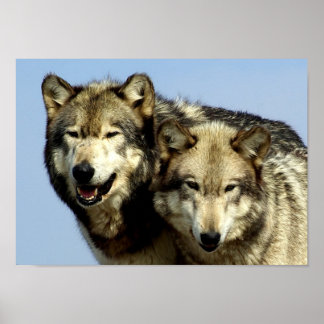 Póster La pareja Alpha Wolf