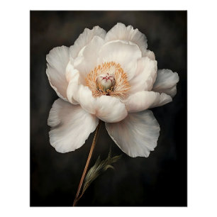 Póster La Peonía Blanca en la pintura botánica de Bloom