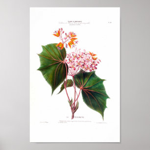Póster La Perinette Pequeñas Flores Rosa Vintage Botánica