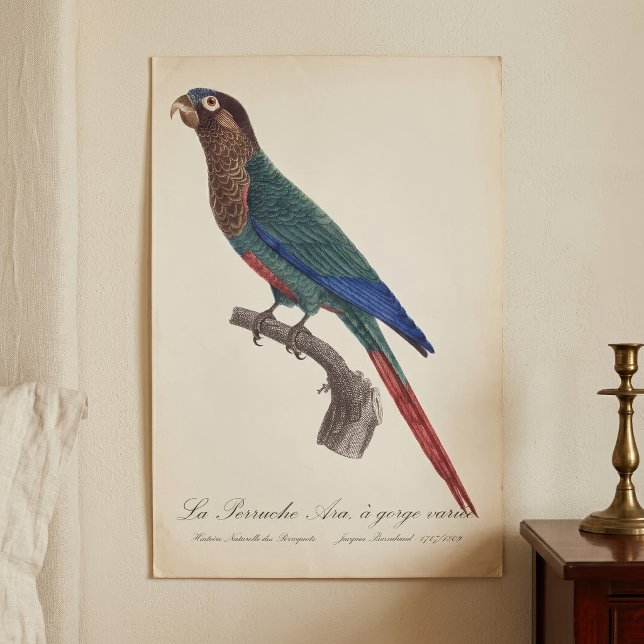 Póster La Perruche Ara, de garganta variada  (The Painted Parakeet, Pyrrhura Picta. Poster)