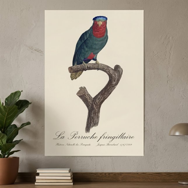 Póster La Perruche fringillaire (Blue-Crowned Lorikeet, Vini Australis. Poster)
