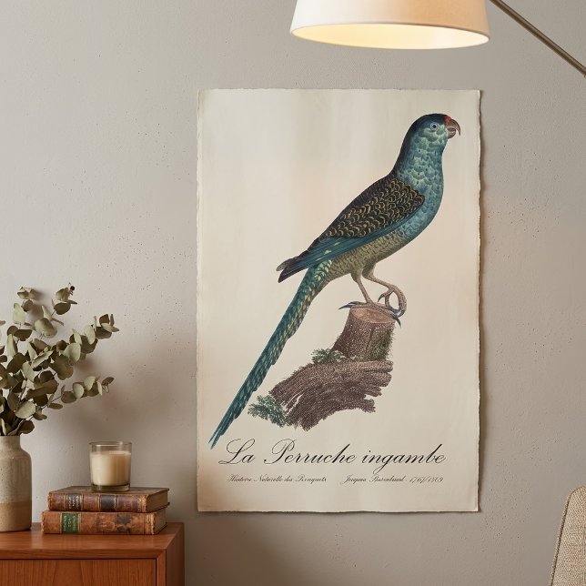 Póster La Perruche ingambe  (Ground Parrot or Swamp Parrot, Pezoporus Wallicus. Poster)