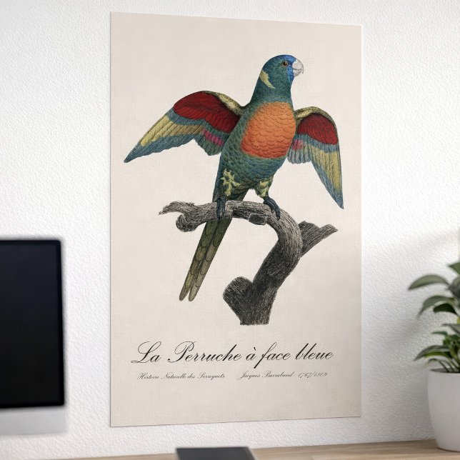 Póster La Perruche un deslumbramiento facial (Coconut Lorikeet, Trichoglossus haematodus. Poster)
