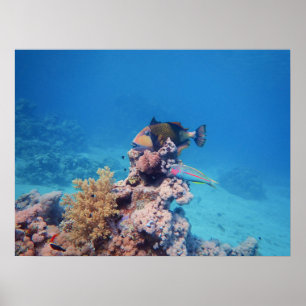 Póster La pesca de altura se apoya en una barrera de cora