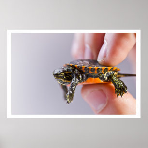 Póster La Petite Tortue