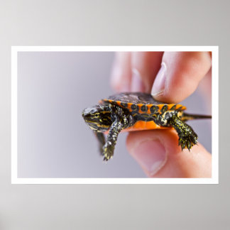 Póster La Petite Tortue