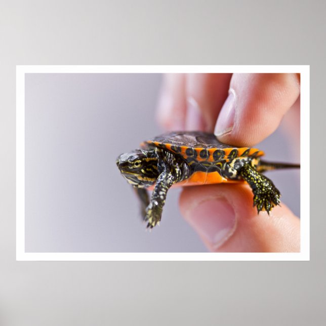 Póster La Petite Tortue (Frente)