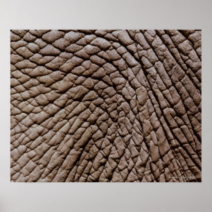 Póster La piel del elefante africano (africana del