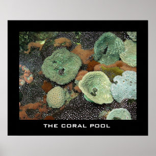 Póster La piscina de coral