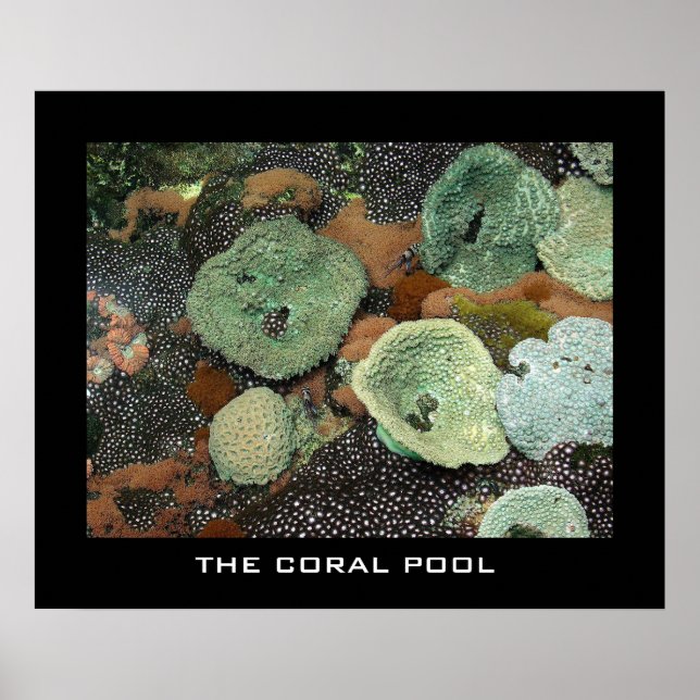 Póster La piscina de coral (Frente)