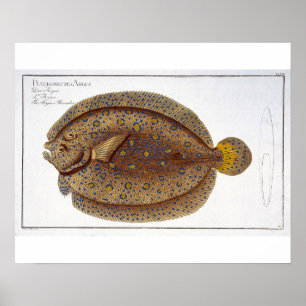 Póster La placa del Flounder Argus (Pleuronectes Argus) X