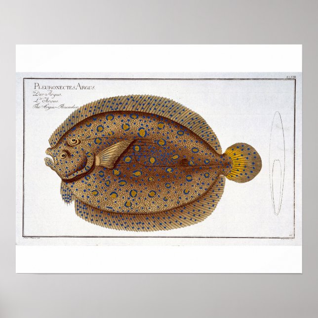 Póster La placa del Flounder Argus (Pleuronectes Argus) X (Frente)