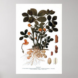 Póster La planta de cacahuete