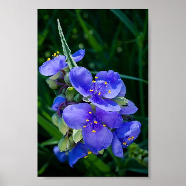 Póster La planta de concha de araña se cierra a pleno aug (Frente)