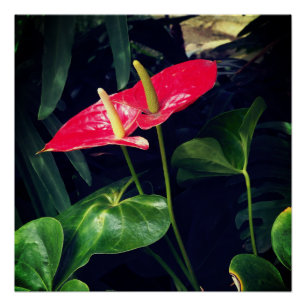 Póster La planta Flamingo