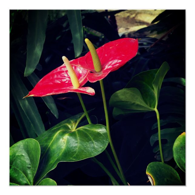 Póster La planta Flamingo (Anverso)
