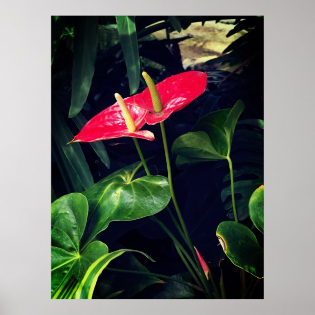 Póster La planta Flamingo (Frente)