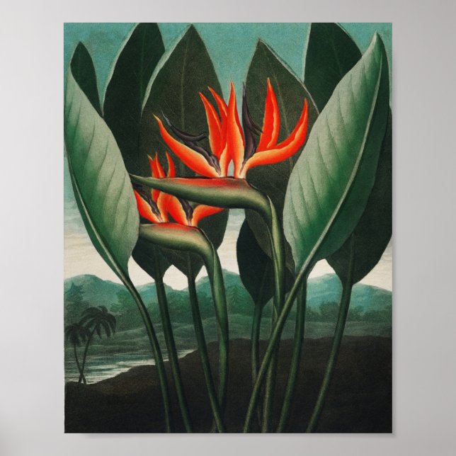 Póster La planta reina del templo de la Flora (Frente)