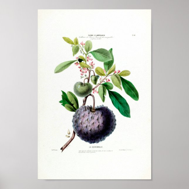 Póster La planta tropical de frutas de la Cheremolia Amer (Frente)