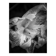 La Pluie Noir - Quinquera Lily, Transparente