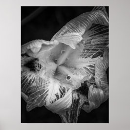 Póster La Pluie Noir - Quinquera Lily, Transparente