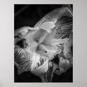 Póster La Pluie Noir - Quinquera Lily, Transparente