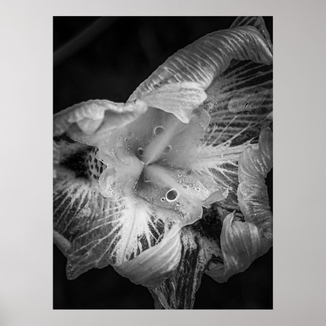 Póster La Pluie Noir - Quinquera Lily, Transparente (Frente)