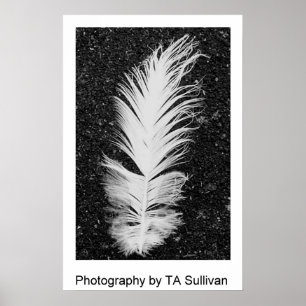 Póster La pluma de Egret de TDGallery