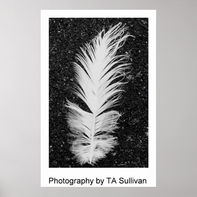 Póster La pluma de Egret de TDGallery (Frente)