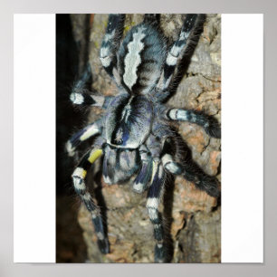 Póster La Poecilotheria regalis a la vista