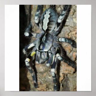Póster La Poecilotheria regalis a la vista