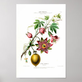 Póster La Pomme Grenadille Pink Flore Vintage floral d am