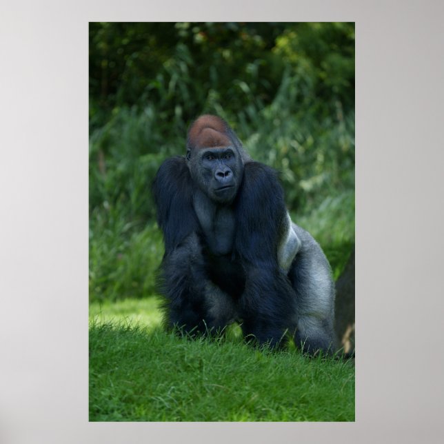 Póster La postura de Silverback Gorilla (Frente)