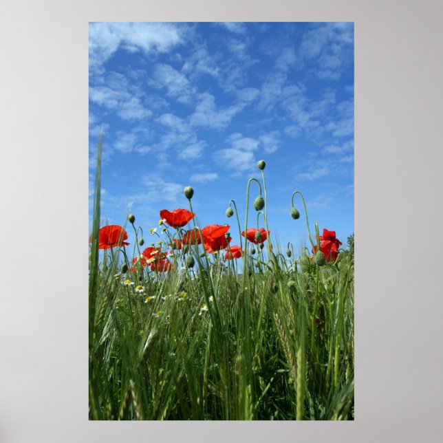 Póster La pradera (Frente)