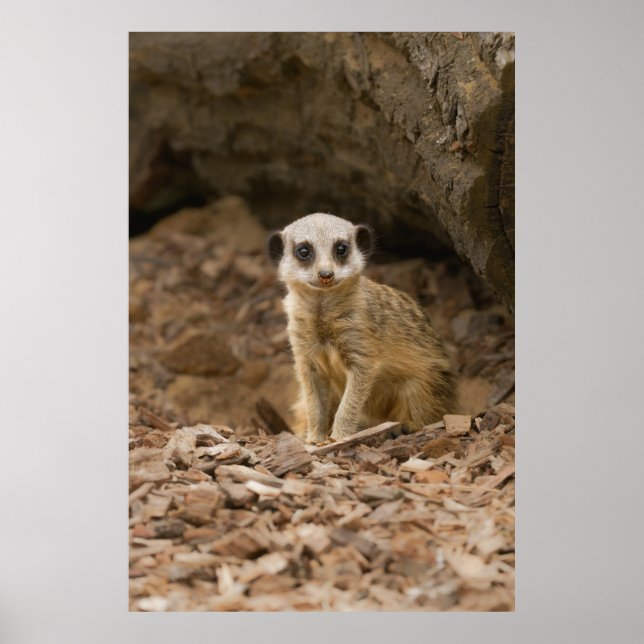 Póster La preciosa dosis del bebé Meerkat (Frente)