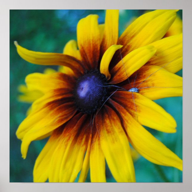 Póster La protección de la belleza (Frente)