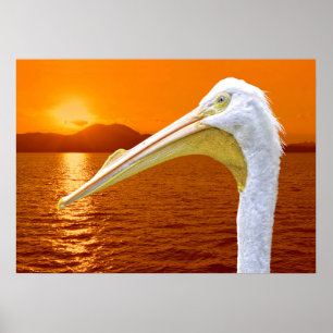 Póster La puesta de sol estadounidense en Pelican White e