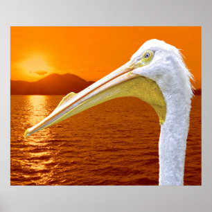 Póster La puesta de sol estadounidense en Pelican White e