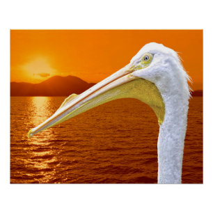 Póster La puesta de sol estadounidense en Pelican White e