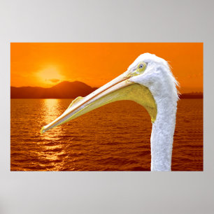 Póster La puesta de sol estadounidense en Pelican White e