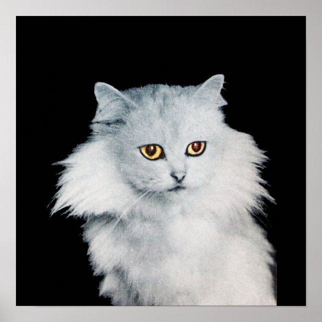 PÓSTER LA REINA DE LOS GATOS BLANCOS (Frente)