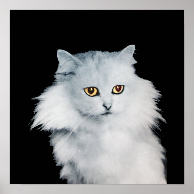 PÓSTER LA REINA DE LOS GATOS BLANCOS (Frente)