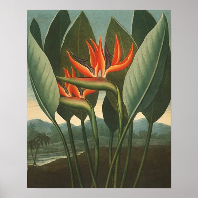 Póster 'La Reina (pájaro del paraíso)' - Templo de la Flo (Frente)